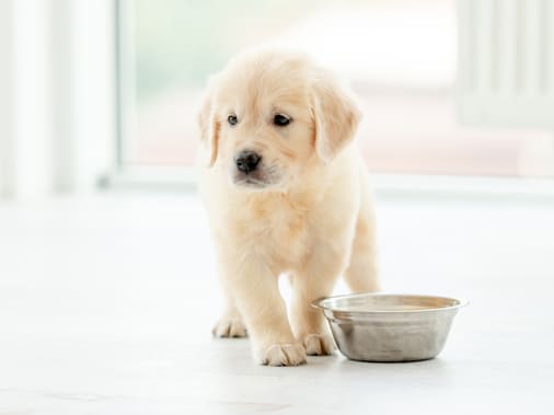 Почему собака не ест корм? Причины и что делать в данной ситуации